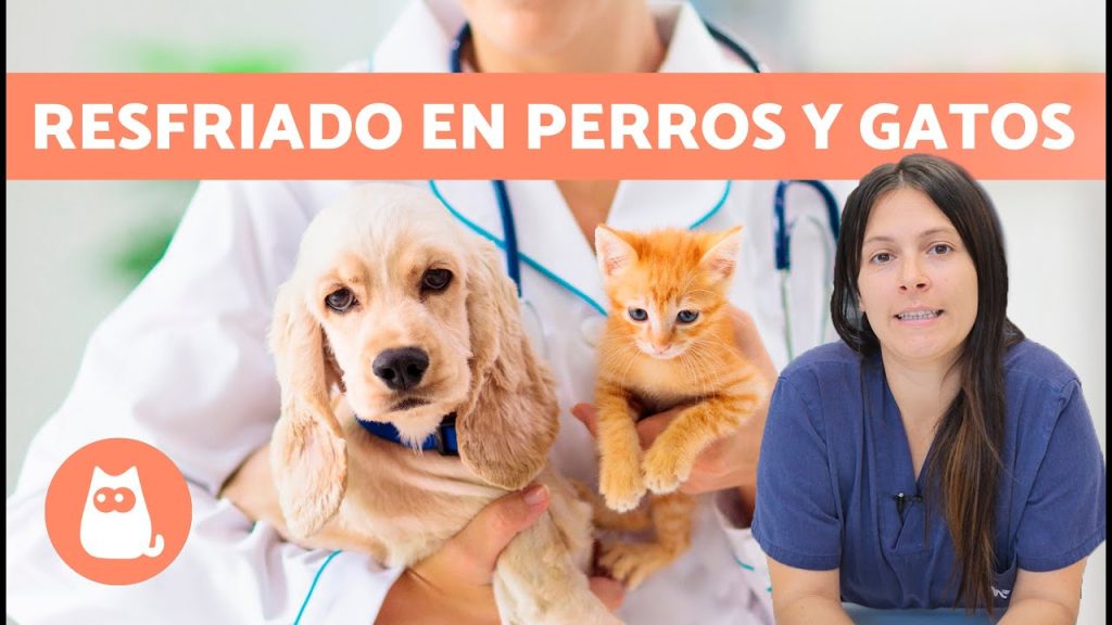 Qué hacer si mi perro se resfría: síntomas, tratamientos y prevención 1 que pasa si mi perro se resfrie