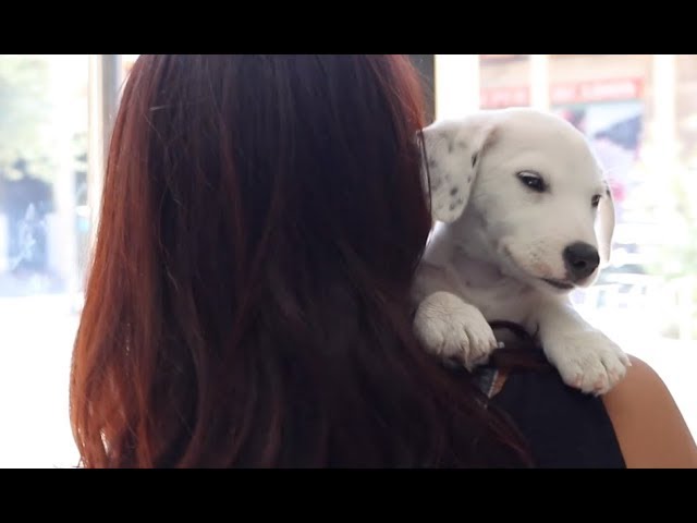 Qué Hacer si tu Perro se Rompe un Diente: Guía de Primeros Auxilios y Tratamiento 1 que pasa si mi perro se rompe un diente