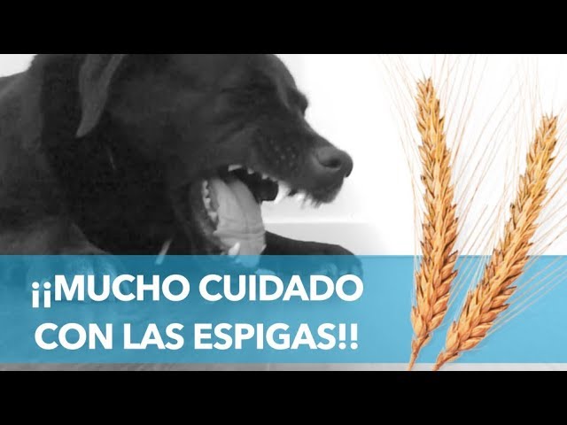 Qué hacer si tu perro ingiere una espiga: Síntomas y Tratamiento Urgente 1 que pasa si mi perro se traga una espiga