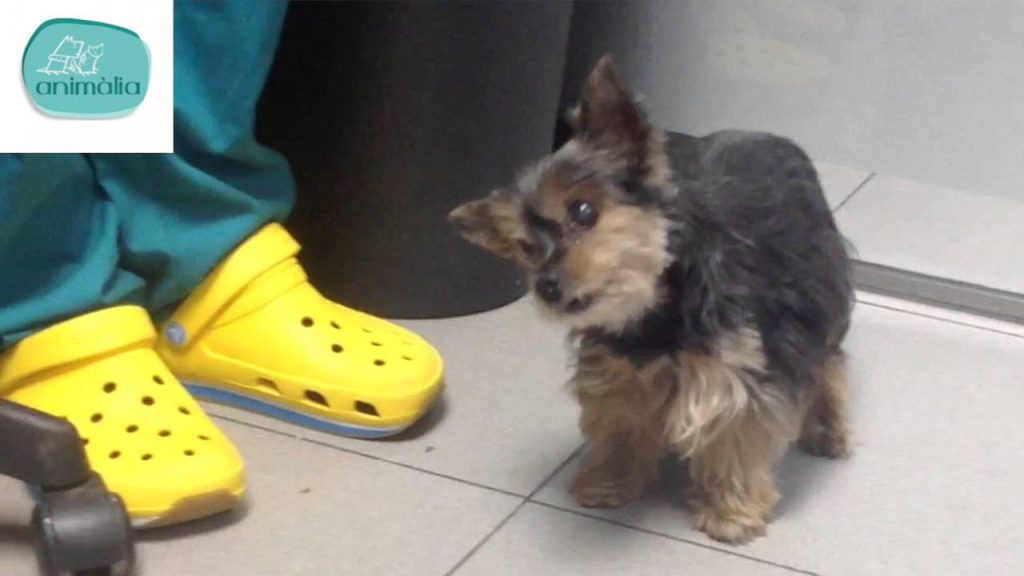 ¿Por qué mi perro camina de lado? Causas y soluciones para su desequilibrio 1 que pasa si mi perro se va de lado