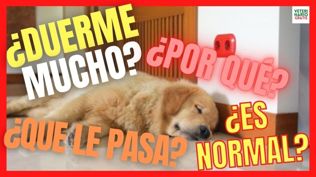 ¿Qué pasa si mi perro solo quiere dormir? Causas y consejos de salud canina 1 que pasa si mi perro solo quiere dormir