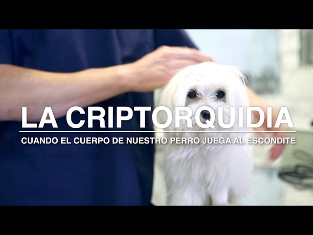 Monorquidia en perros: Qué sucede si tu can tiene un solo testículo 1 que pasa si mi perro solo tiene un testiculo 1