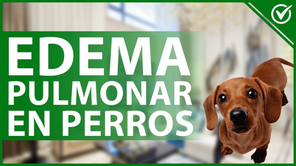Agua en Pulmones Caninos: Qué Hacer si tu Perro la Padece 1 que pasa si mi perro tiene agua en los pulmones
