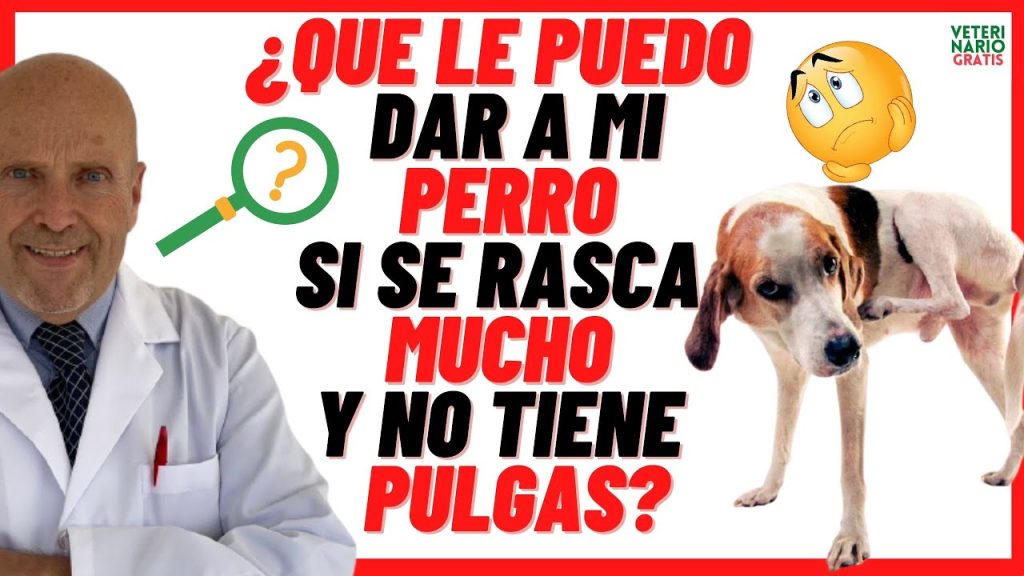 Allergias Caninas Detectadas: Qué Hacer si Mi Perro Tiene Alergia 1 que pasa si mi perro tiene alergia