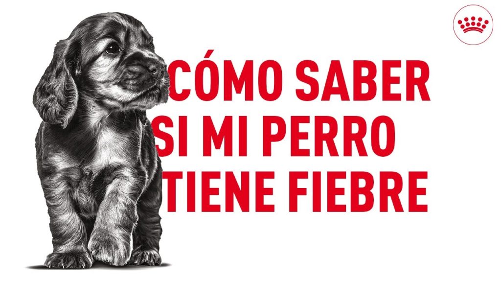 que pasa si mi perro tiene el cuerpo caliente