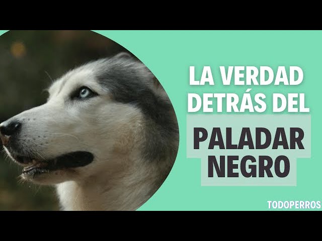 Paladar negro en perros: causas y cuando preocuparse 1 que pasa si mi perro tiene el paladar negro