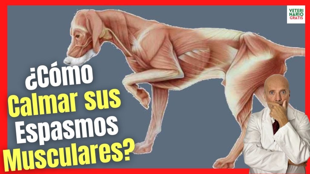 ¿Qué Hacer si mi Perro Tiene Espasmos? Causas y Soluciones 1 que pasa si mi perro tiene espasmos