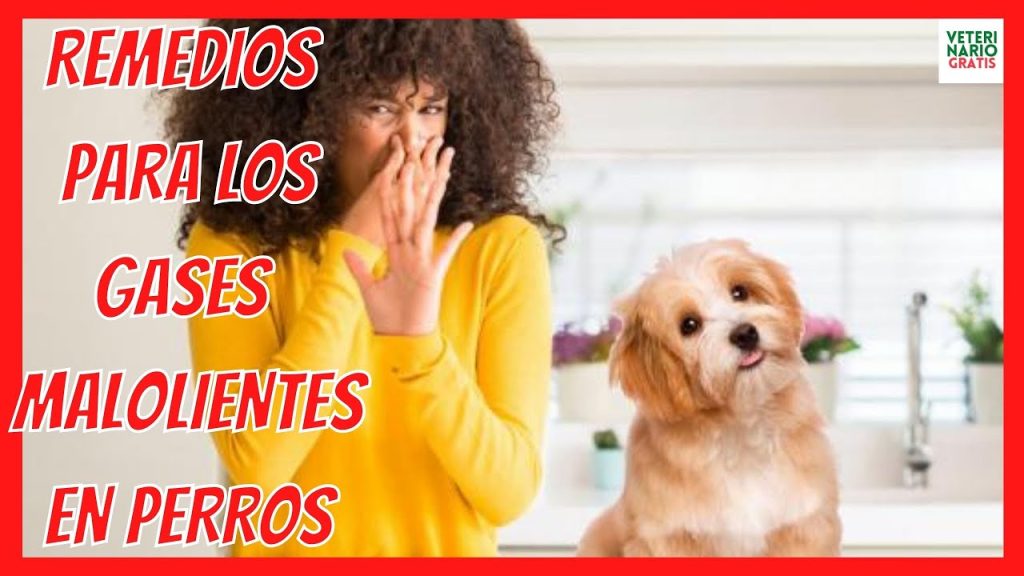 Mi perro tiene gases frecuentes: Causas, soluciones y cuándo preocuparse 1 que pasa si mi perro tiene gases