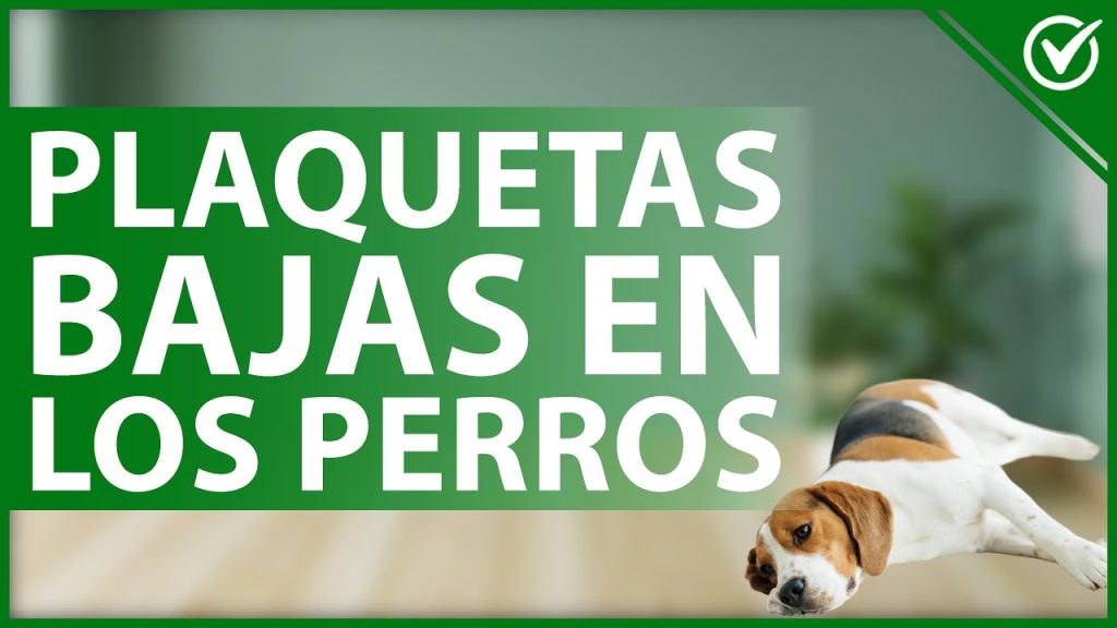 que pasa si mi perro tiene la splaquetas bajas