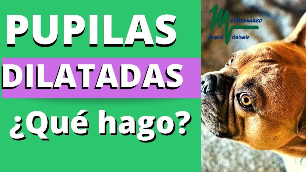 Pupilas dilatadas en perros: causas y cuándo preocuparse 1 que pasa si mi perro tiene las pupilas dilatadas