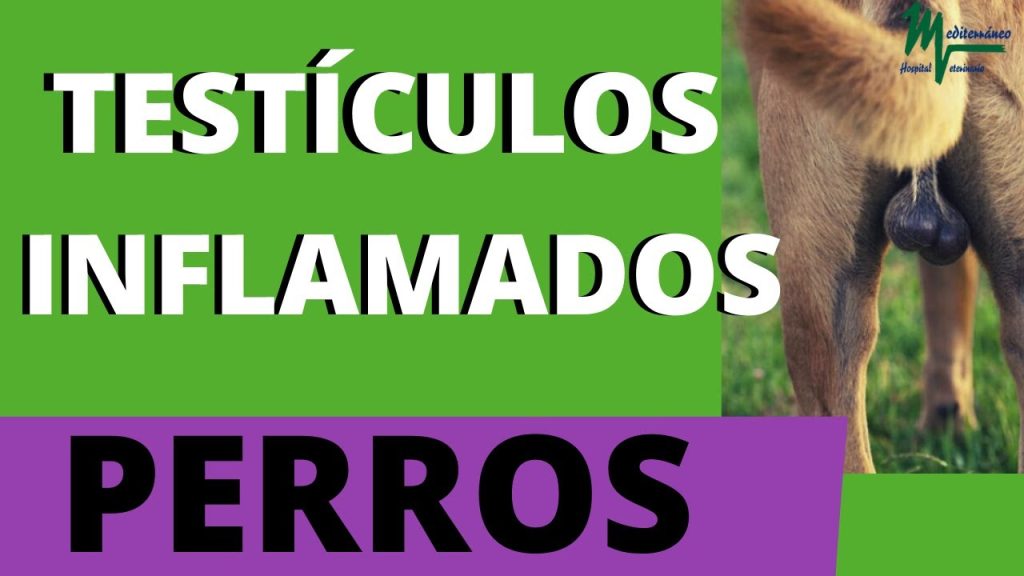 ¿Testículos Rojos en Perros? Causas y Tratamiento para tu Canino 1 que pasa si mi perro tiene los testiculos rojos