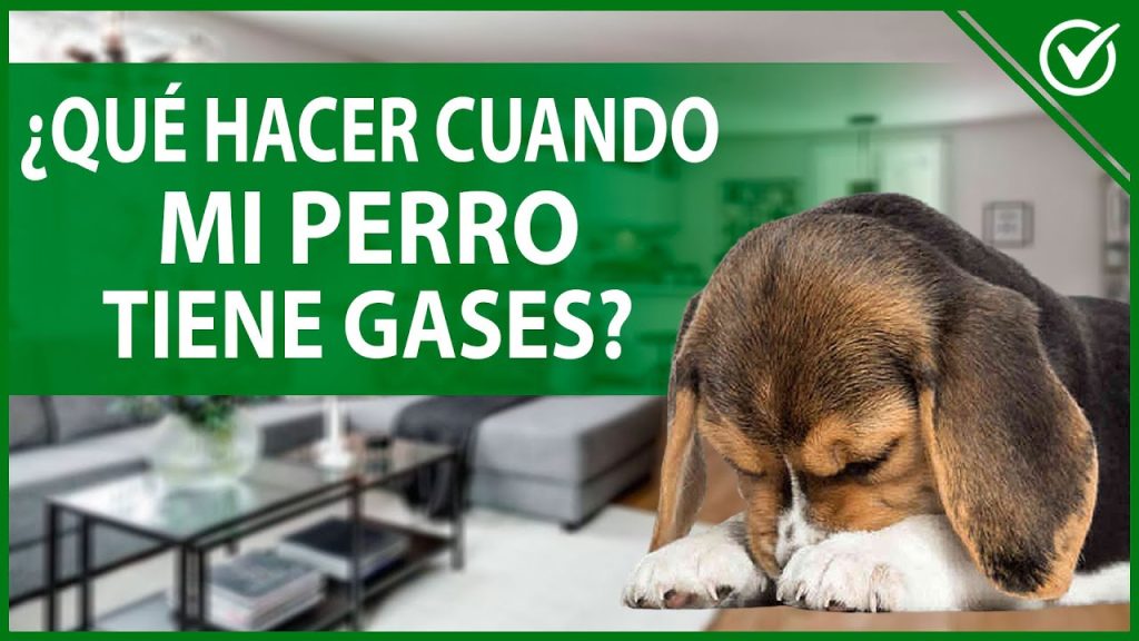 que pasa si mi perro tiene muchos gases