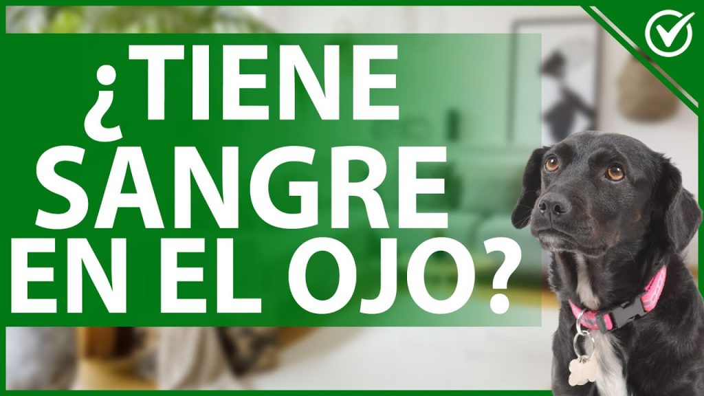 que pasa si mi perro tiene sangre en el ojo