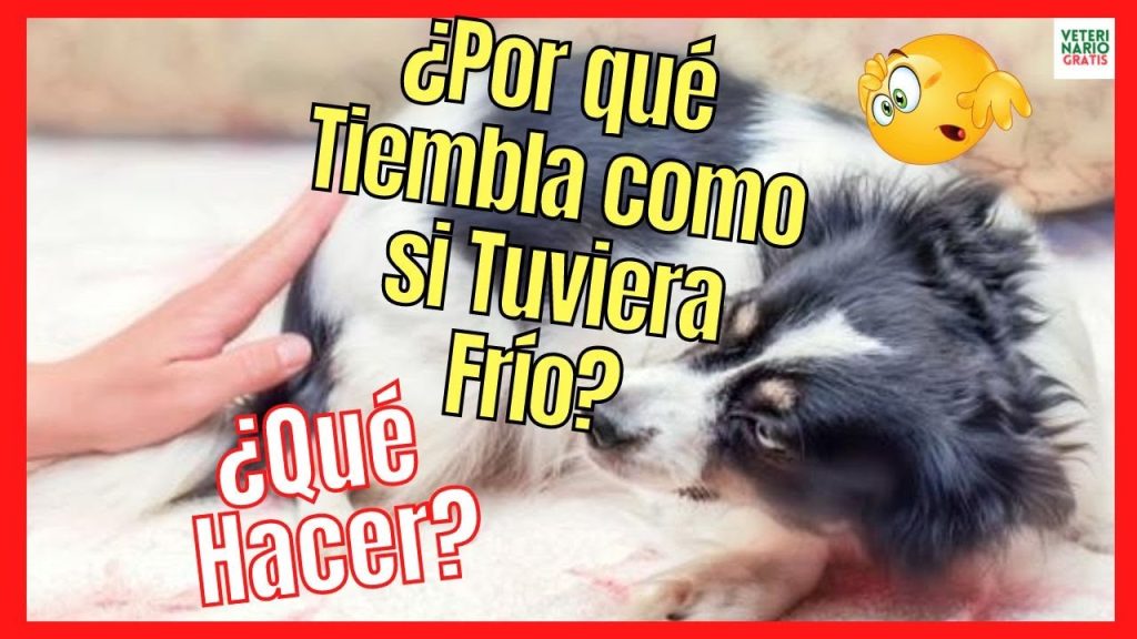 ¿Qué pasa si mi perro tiene temblores? Causas y acción inmediata 1 que pasa si mi perro tiene temblores