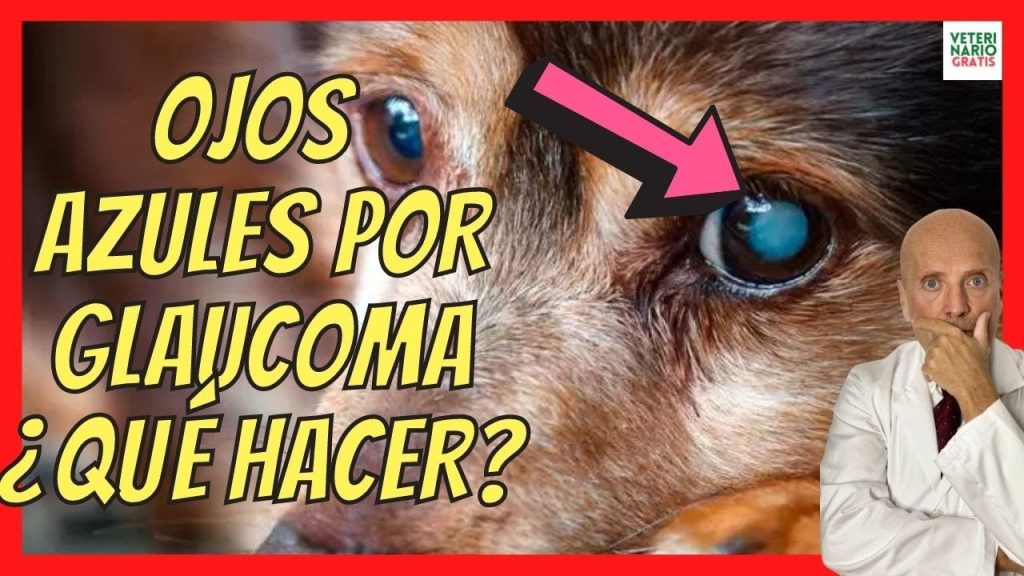 Ojo Azul en Perros: Causas y Qué Hacer con la Heterocromía Canina 1 que pasa si mi perro tiene un ojo azul