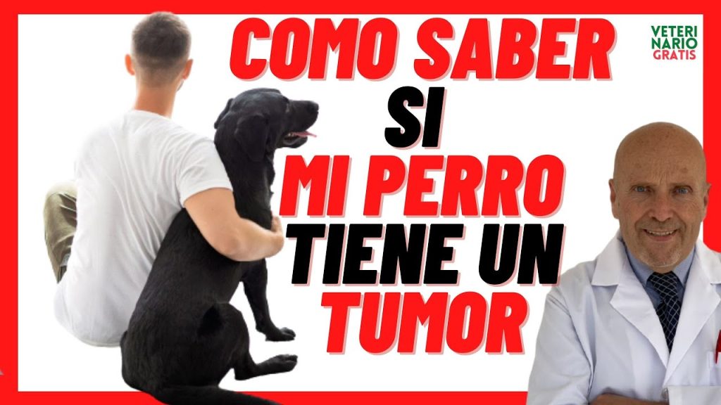 Tumor maligno en perros: cómo actuar si tu mascota está afectada 2 que pasa si mi perro tiene un tumor maligno