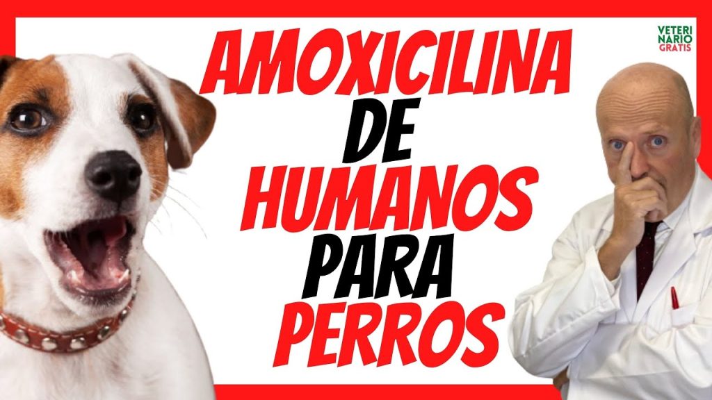 Amoxicilina y Pipetas en Perros: Efectos de combinar tratamientos 1 que pasa si mi perro toma amoxicilina puedo ponerle pipeta