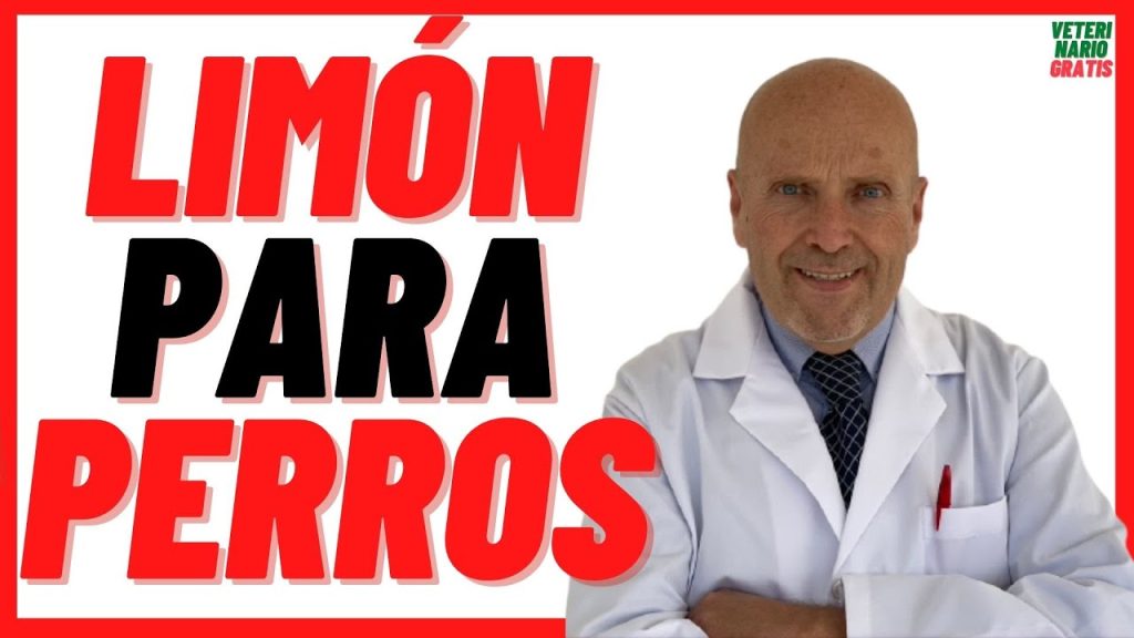 Consecuencias y Tratamiento: Qué pasa si mi perro ingiere limón 1 que pasa si mi perro toma limon