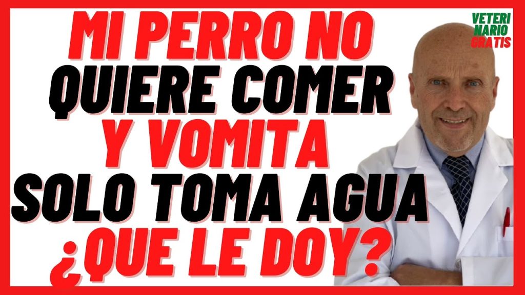 que pasa si mi perro toma mucha agua y vomita