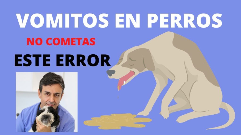 ¿Tu Perro Vomita Color Café? Descubre las Causas y Qué Hacer 1 que pasa si mi perro vomita color cafe