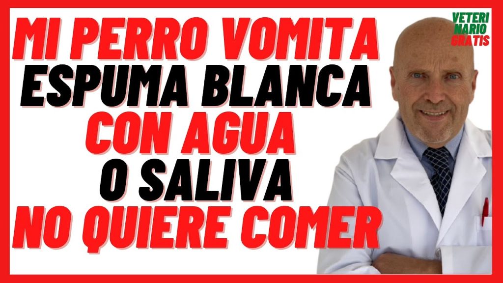 Mi Perro Vomita Mocos: Causas, Tratamiento y Cuándo Preocuparse 1 que pasa si mi perro vomita mocos
