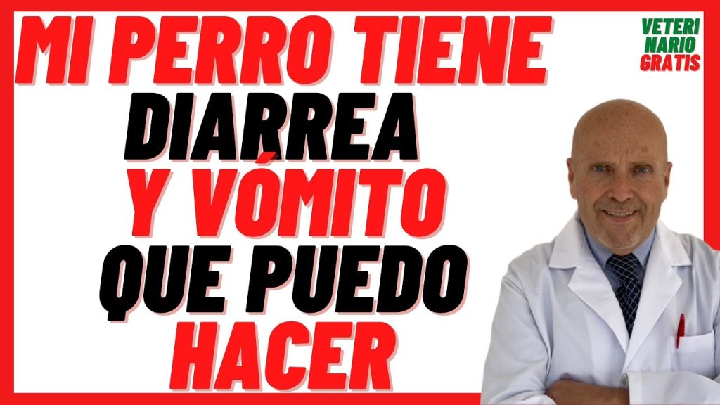 ¿Qué hacer si tu perro vomita y tiene diarrea? Causas y soluciones rápidas 1 que pasa si mi perro vomita y tiene diarrea