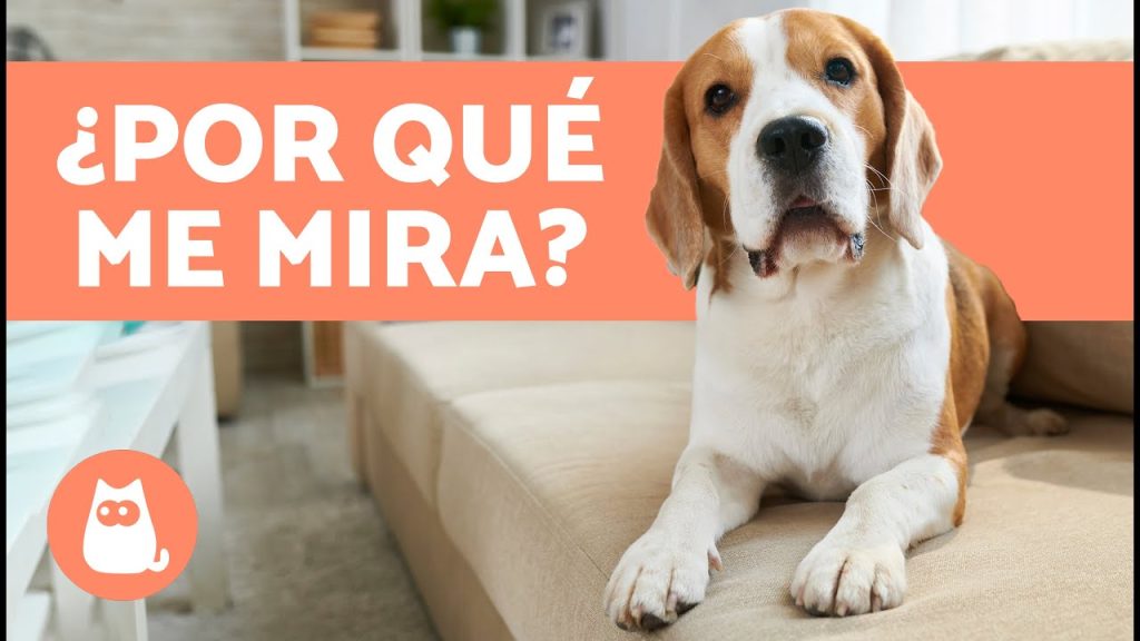 Qué pasa si miro fijamente a mi perro: Interpretación y Consejos sobre la Mirada Canina 1 que pasa si miro fijamente a mi perro