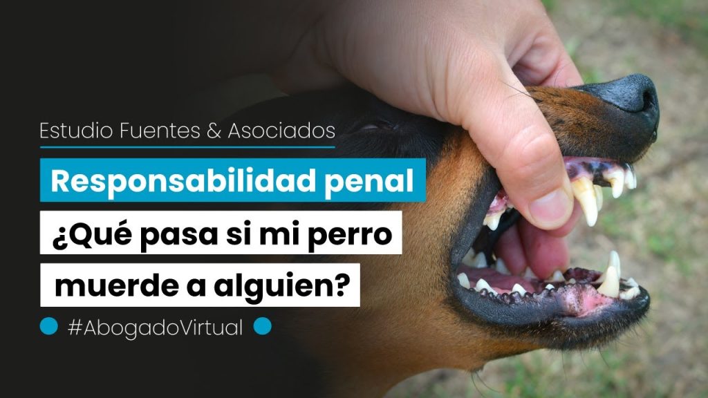 Qué Hacer Legalmente si Muerden a Tu Perro: Pasos y Derechos del Propietario 1 que pasa si muerden a mi perro legal