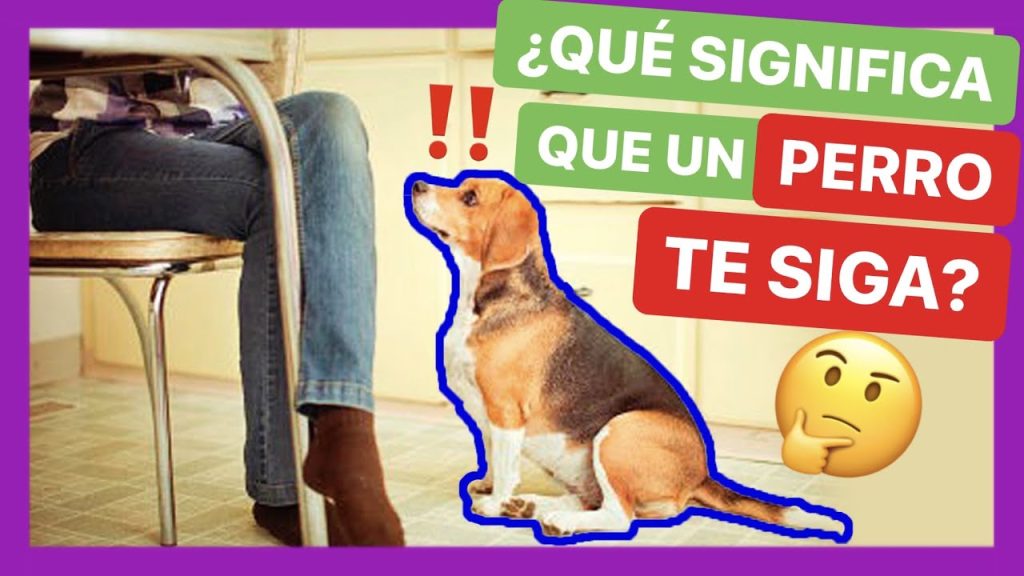Consecuencias de no pasear a tu perro diariamente: Qué sucede si no bajas a tu perro un día 1 que pasa si no bajo un dia a mi perro