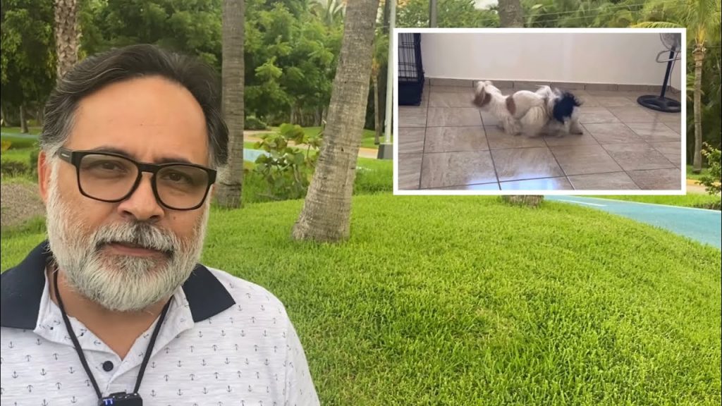 Consecuencias de no permitir la monta en perros: Salud y comportamiento 1 que pasa si no dejo montar a mi perro