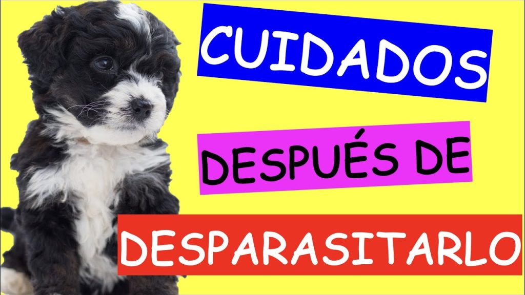 que pasa si no desparasito a mi perro 1
