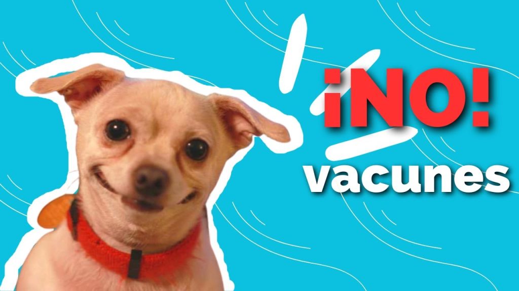 que pasa si no he vacunado a mi perro