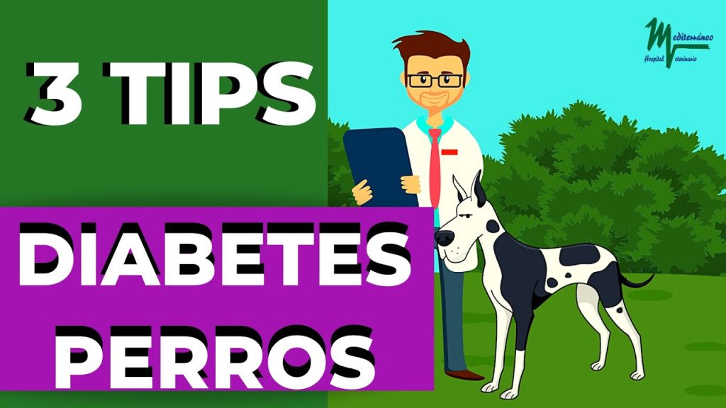 que pasa si no pincho mi perra diabetes un dia