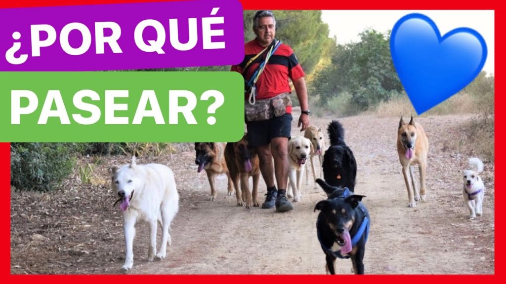 que pasa si no saco a mi perro un dia