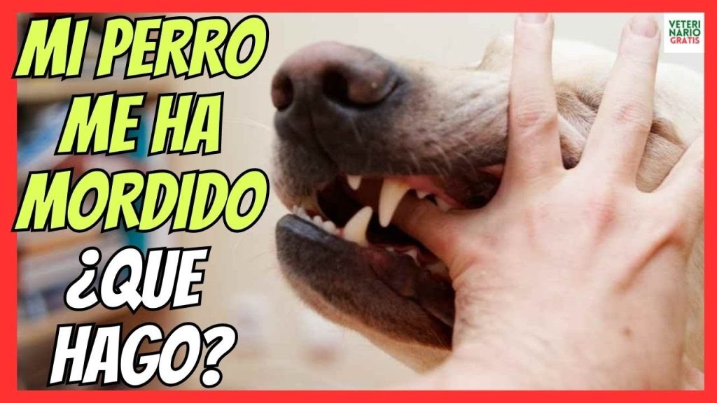 Mordedura de Perro: Qué Hacer y Cómo Actuar si te Muerde un Canino 1 que pasa si te muerde mi perro