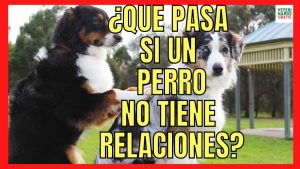 Consecuencias Y Riesgos: ¿Qué Pasa Si Tengo Relaciones Con Mi Perra?