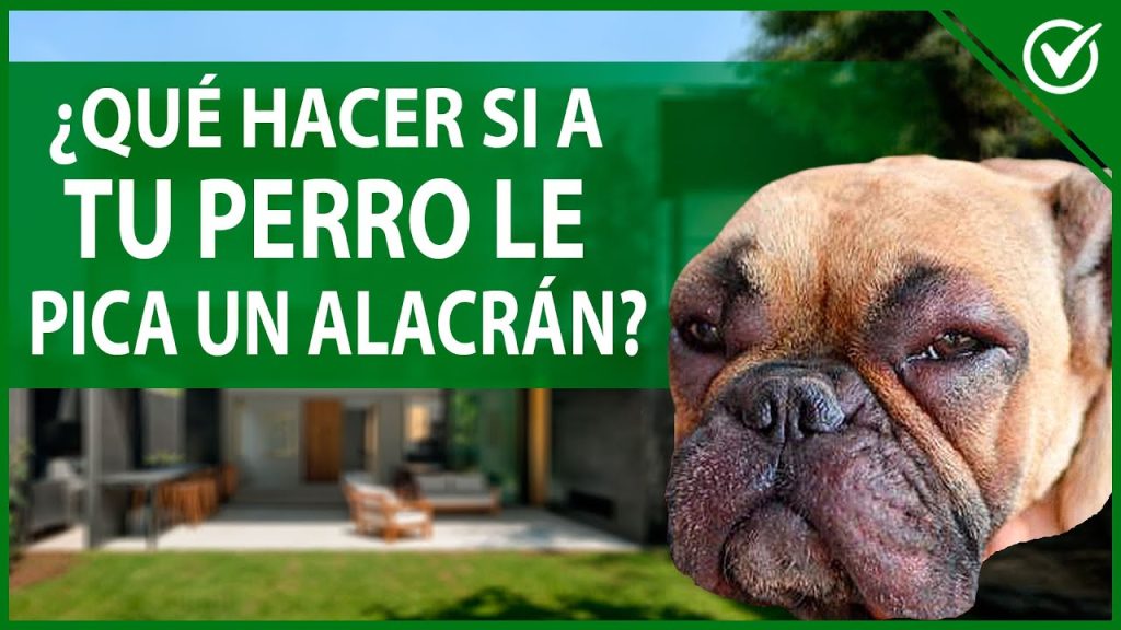 Picadura de Escorpión en Perros: Síntomas y Qué Hacer Si un Escorpión Pica a Tu Mascota 1 que pasa si un escorpion pica a mi perro