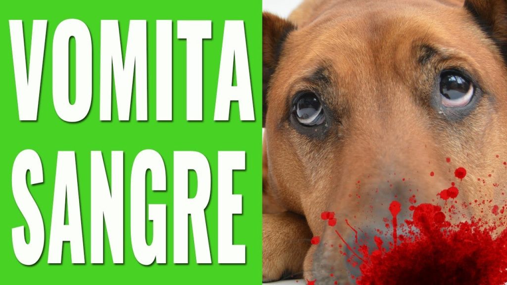 Vómito con sangre en perros: causas, tratamiento y cuándo preocuparse 1 que pasa si vomita sangre mi perro
