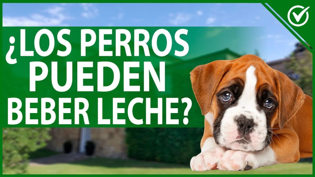 Consecuencias de la Leche en Perros: ¿Qué pasa si Mi Perro Bebe Leche? 1 que puede pasar si mi perro bebe leche