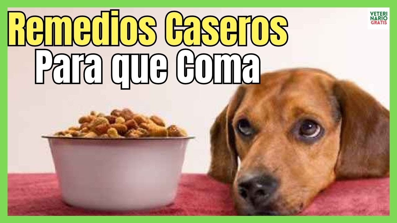 ¿Tu Perro Comió De Más? Descubre Qué Hacer Si Tu Mascota Se Pasó Comiendo