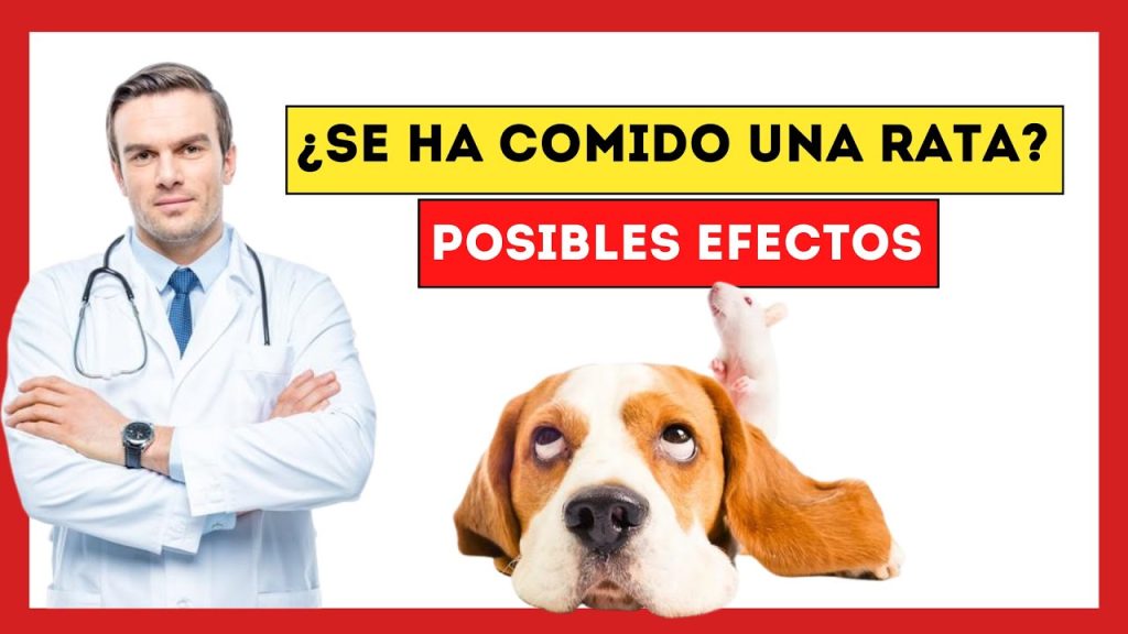 si a mi.perro .lo muerde una rata que le pasa